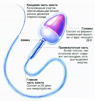 stroenie-spermatozoida